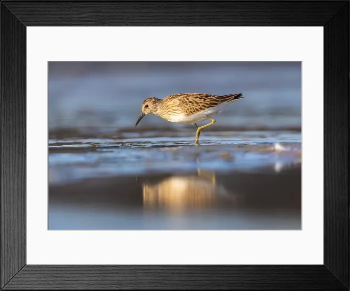 Framed Print : Least Sandpiper in autumn migration Framed Print : Least Sandpiper in autumn migration