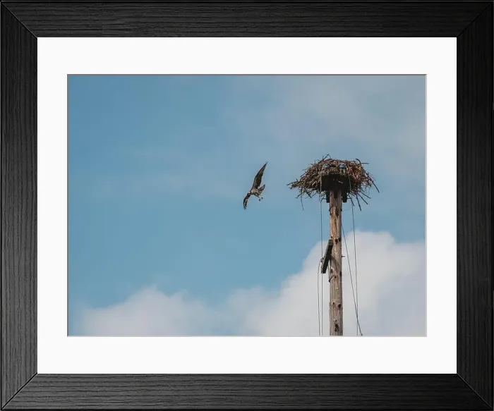 Framed Print : Adult osprey flying away from nest on man made pole on sunny day Framed Print : Adult osprey flying away from nest on man made pole on sunny day