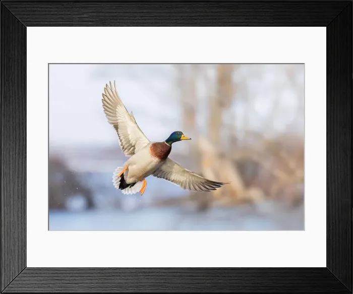 Framed Print : Mallard drake duck in flight over the Ottawa river in Canada Framed Print : Mallard drake duck in flight over the Ottawa river in Canada