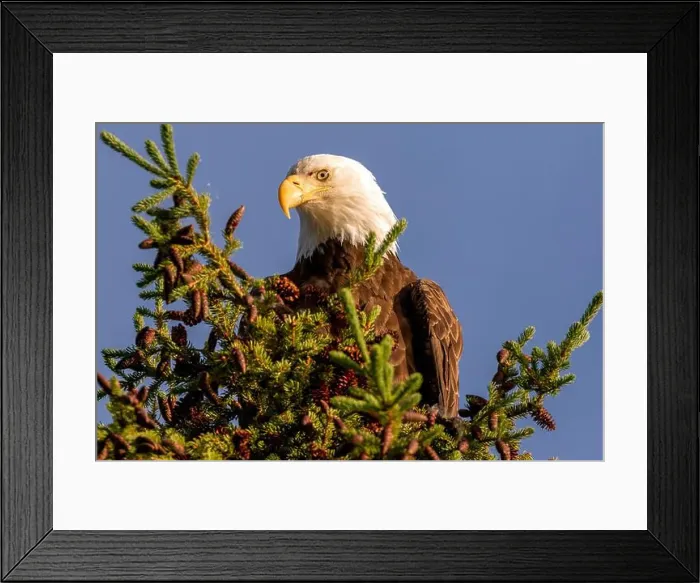 Framed Print : An adult bald eagle perched at the top of a pine tree at Little Salmon Lake in the Yukon, Canada