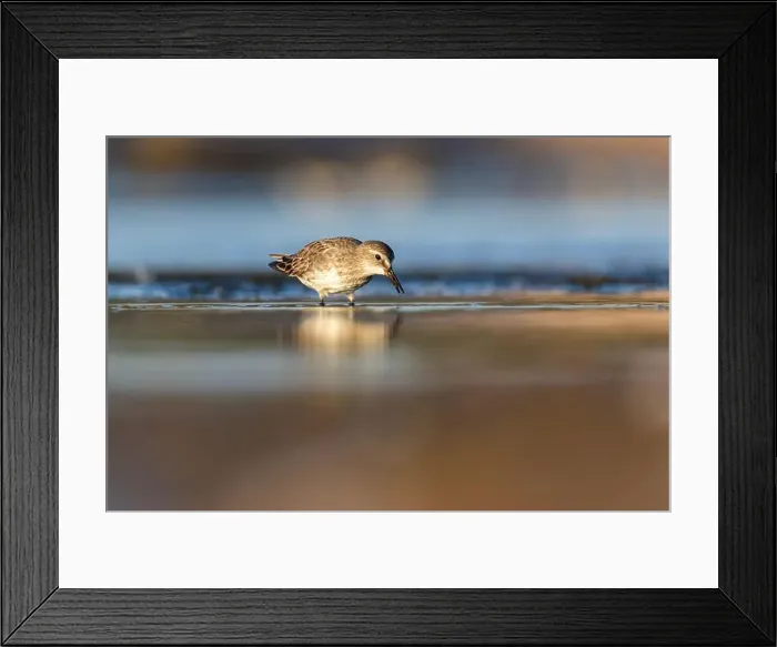 Framed Print : Least Sandpiper in autumn migration Framed Print : Least Sandpiper in autumn migration