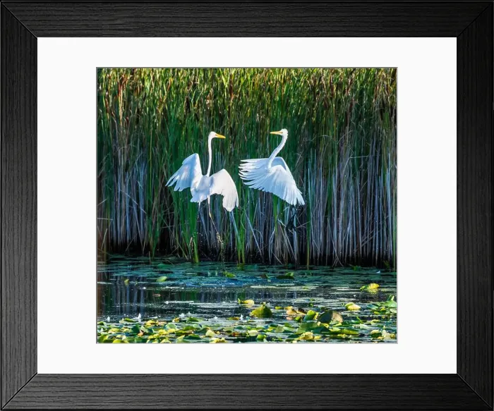 Framed Print : Two fighting Great Egrets, tall Framed Print : Two fighting Great Egrets, tall