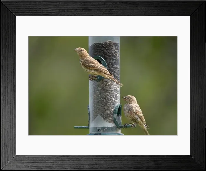 Framed Print : House finch at a bird feeder at FortWhyte Alive, Winnipeg, Manitoba, Canada Framed Print : House finch at a bird feeder at FortWhyte Alive, Winnipeg, Manitoba, Canada
