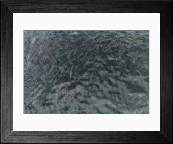 Framed Print : Large school of Pink Salmon in the ocean Framed Print : Large school of Pink Salmon in the ocean