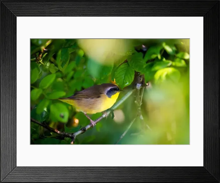 Framed Print : The common yellowthroat hangs from branches to chase away insects Framed Print : The common yellowthroat hangs from branches to chase away insects