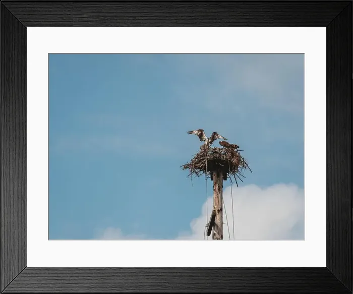 Framed Print : Adult osprey landing on nest with food for juvenile birds Framed Print : Adult osprey landing on nest with food for juvenile birds