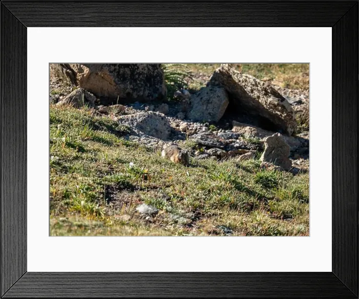 Framed Print : Pika in Rocky Mountain National Park Framed Print : Pika in Rocky Mountain National Park