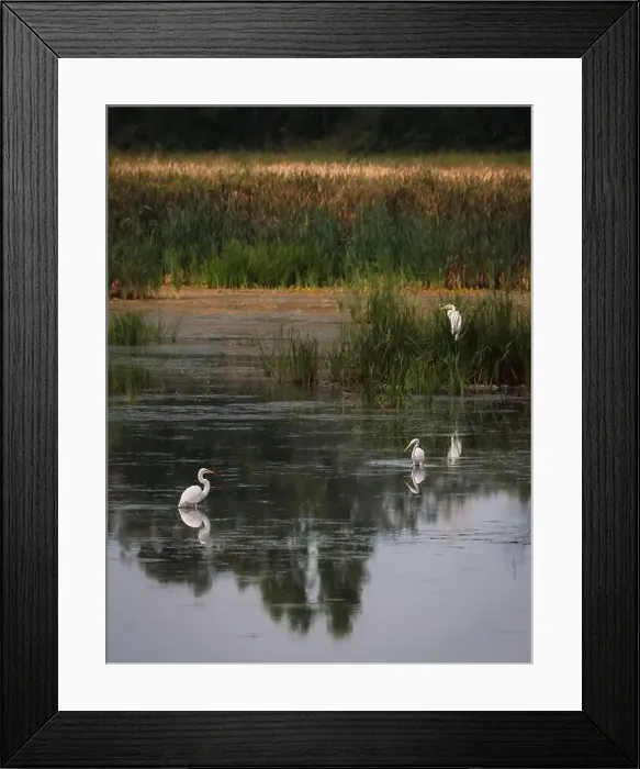 Framed Print : Three white egrets in still water of marshy wetland on summer day Framed Print : Three white egrets in still water of marshy wetland on summer day