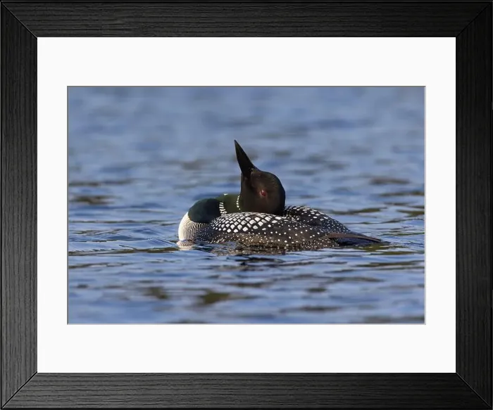 Framed Print : common loon or great northern diver (Gavia immer) Framed Print : common loon or great northern diver (Gavia immer)
