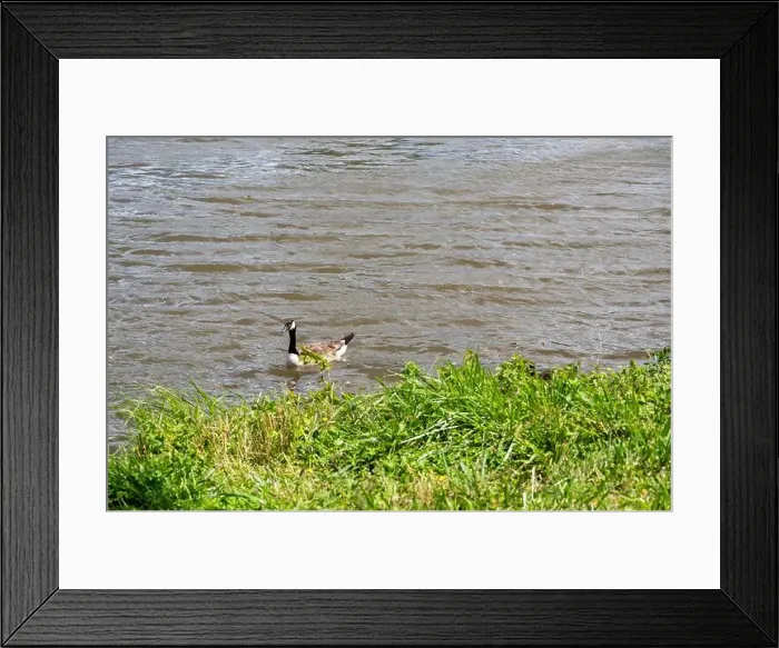 Framed Print : A Canada goose ( Branta canadensis ) swims in the water near the river bank Framed Print : A Canada goose ( Branta canadensis ) swims in the water near the river bank