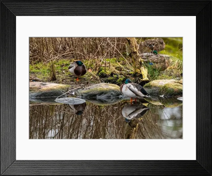 Framed Print : Male mallard Anas platyrhynchos resting in a pond Framed Print : Male mallard Anas platyrhynchos resting in a pond
