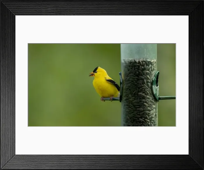 Framed Print : An American goldfinch at a bird feeder at FortWhyte Alive, Winnipeg, Manitoba, Canada Framed Print : An American goldfinch at a bird feeder at FortWhyte Alive, Winnipeg, Manitoba, Canada