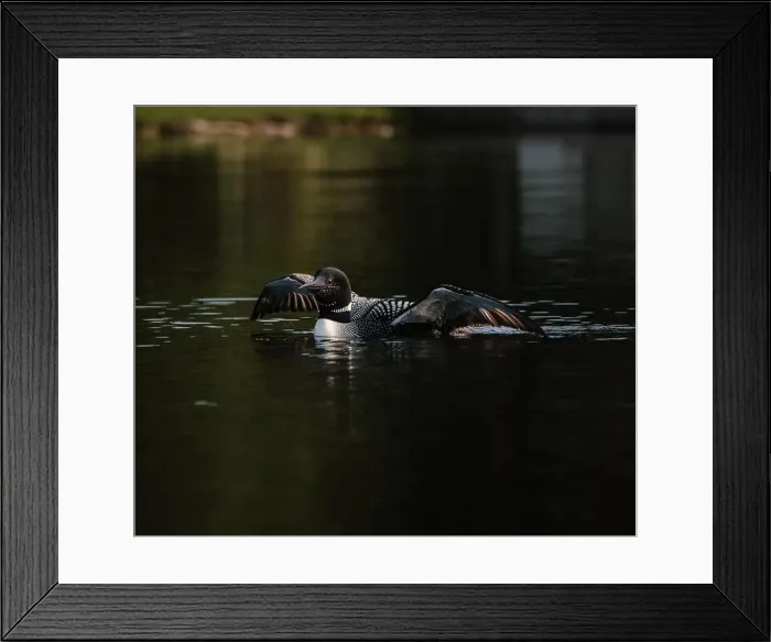 Framed Print : Close up of common loon with wings outstretched on lake in summer