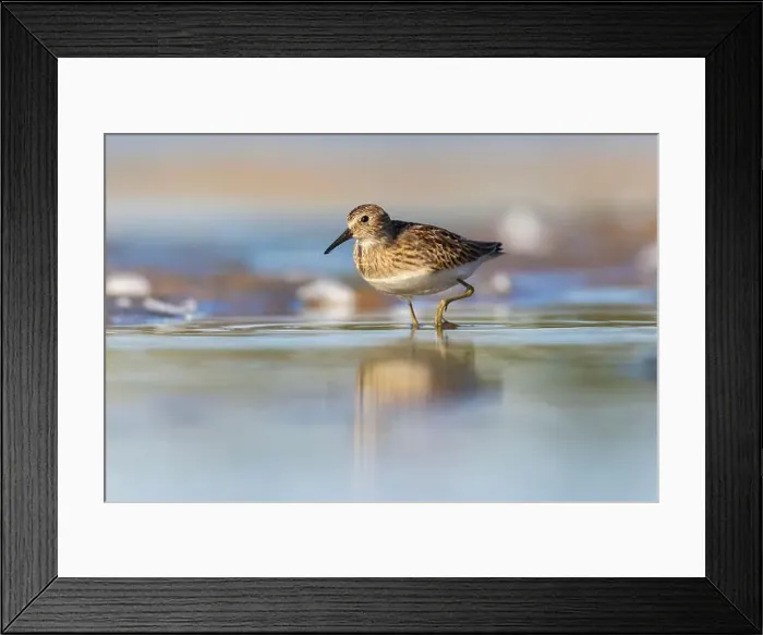 Framed Print : Least Sandpiper in autumn migration Framed Print : Least Sandpiper in autumn migration