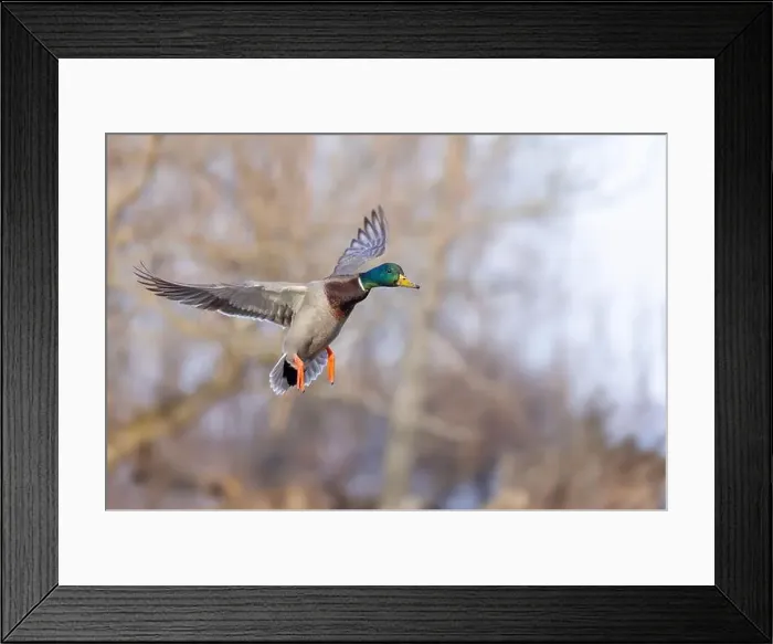 Framed Print : Mallard drake duck in flight over the Ottawa river in Canada Framed Print : Mallard drake duck in flight over the Ottawa river in Canada