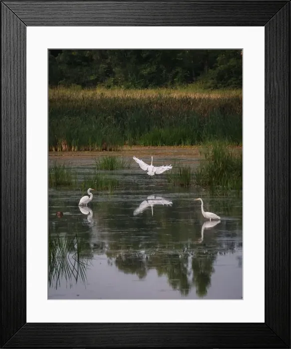 Framed Print : Three white egrets in still water of marshy wetland on summer day Framed Print : Three white egrets in still water of marshy wetland on summer day