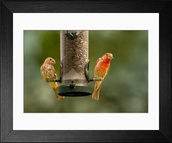 Framed Print : House finch at a bird feeder at FortWhyte Alive, Winnipeg, Manitoba, Canada Framed Print : House finch at a bird feeder at FortWhyte Alive, Winnipeg, Manitoba, Canada