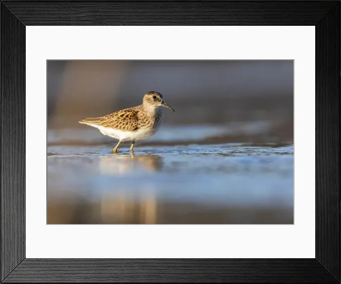Framed Print : Least Sandpiper in autumn migration Framed Print : Least Sandpiper in autumn migration