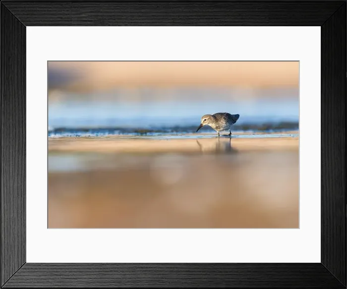Framed Print : Least Sandpiper Framed Print : Least Sandpiper