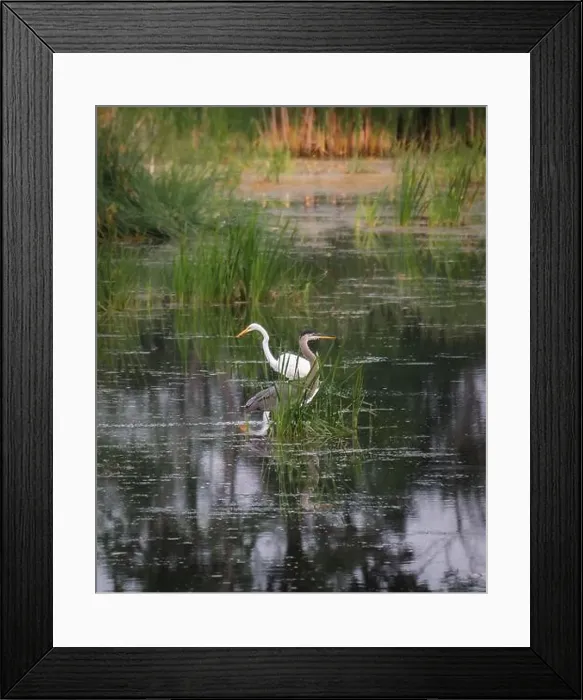 Framed Print : Heron and white egret in a marshy wetland on summer day Framed Print : Heron and white egret in a marshy wetland on summer day