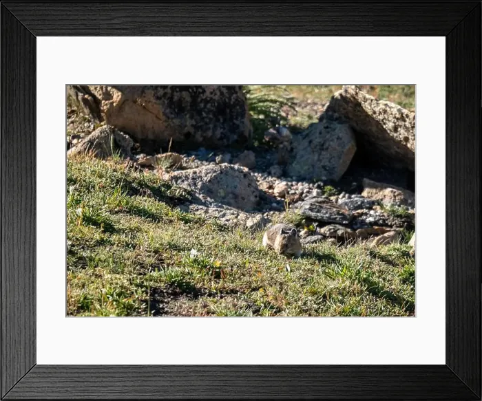 Framed Print : Pika in Rocky Mountain National Park Framed Print : Pika in Rocky Mountain National Park
