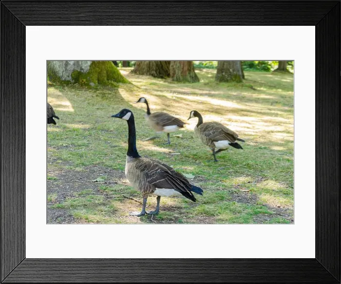 Framed Print : Canadian geese in Stanley Park, Vancouver, British Columbia, Canada Framed Print : Canadian geese in Stanley Park, Vancouver, British Columbia, Canada