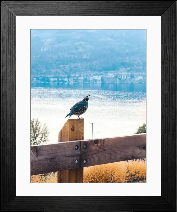 Framed Print : Quail bird sitting on fence post with lake view in distance Framed Print : Quail bird sitting on fence post with lake view in distance