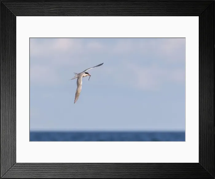Framed Print : common tern (Sterna hirundo) in summer Framed Print : common tern (Sterna hirundo) in summer