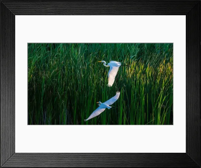 Framed Print : Two fighting Great Egrets, tall Framed Print : Two fighting Great Egrets, tall