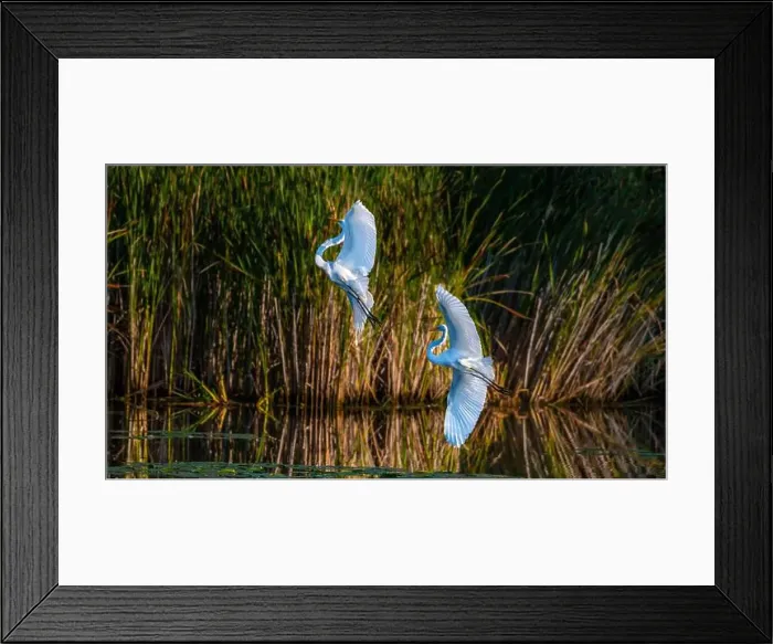 Framed Print : Two fighting Great Egrets, tall Framed Print : Two fighting Great Egrets, tall