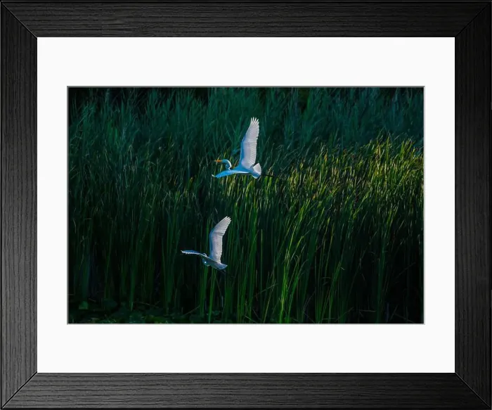 Framed Print : Two fighting Great Egrets, tall Framed Print : Two fighting Great Egrets, tall