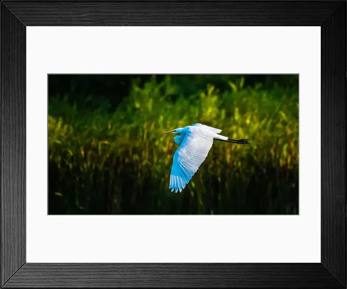 Framed Print : A beautiful great white egret flying over the lake in south Ontario of Canada Framed Print : A beautiful great white egret flying over the lake in south Ontario of Canada