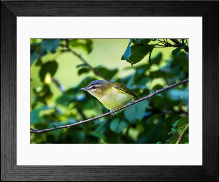 Framed Print : the Philadelphia Vireo hangs from the branches to chase away insects Framed Print : the Philadelphia Vireo hangs from the branches to chase away insects