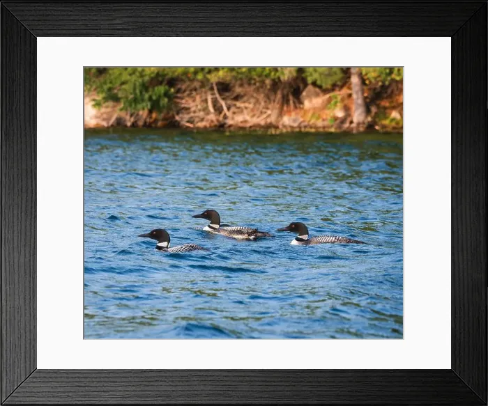 Framed Print : Group of three loons swimming on lake in Canada on summer day Framed Print : Group of three loons swimming on lake in Canada on summer day