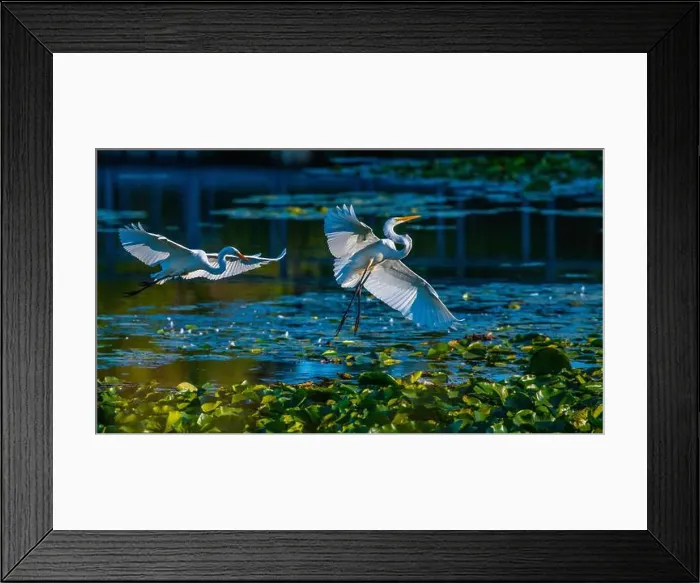 Framed Print : Two fighting Great Egrets, tall Framed Print : Two fighting Great Egrets, tall