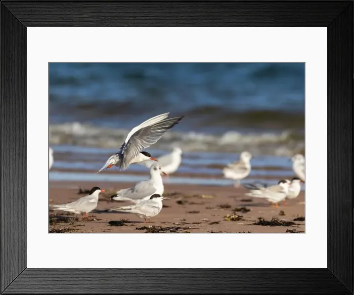 Framed Print : common tern (Sterna hirundo) in summer Framed Print : common tern (Sterna hirundo) in summer