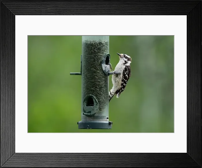 Framed Print : A downy woodpecker at a bird feeder at FortWhyte Alive, Winnipeg, Manitoba, Canada Framed Print : A downy woodpecker at a bird feeder at FortWhyte Alive, Winnipeg, Manitoba, Canada