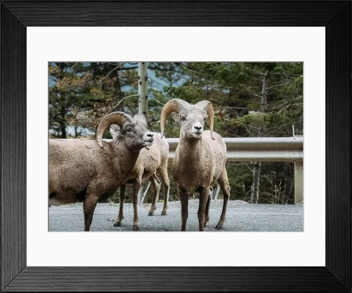 Framed Print : Close up of bighorn sheep on roadside in Banff National Park Framed Print : Close up of bighorn sheep on roadside in Banff National Park