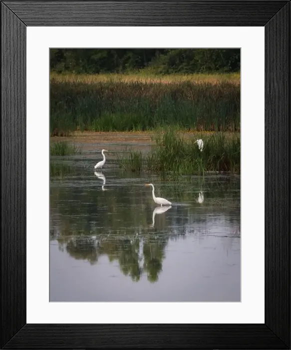Framed Print : Three white egrets in still water of marshy wetland on summer day Framed Print : Three white egrets in still water of marshy wetland on summer day