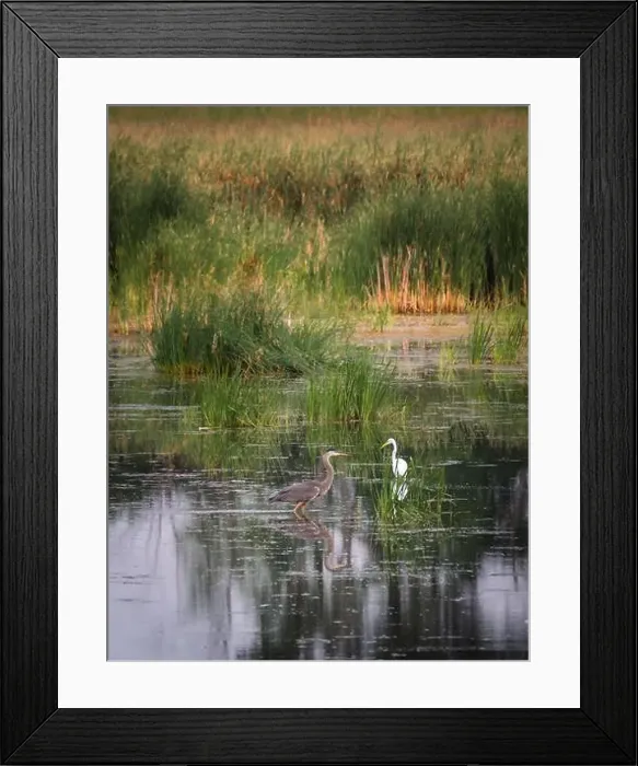 Framed Print : Heron and white egret in a marshy wetland on summer day Framed Print : Heron and white egret in a marshy wetland on summer day