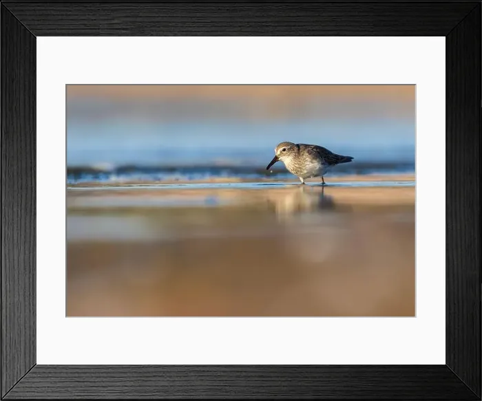 Framed Print : Least Sandpiper Framed Print : Least Sandpiper
