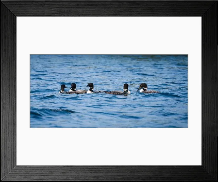 Framed Print : Group of five loons swimming together on lake in Canada on summer day Framed Print : Group of five loons swimming together on lake in Canada on summer day