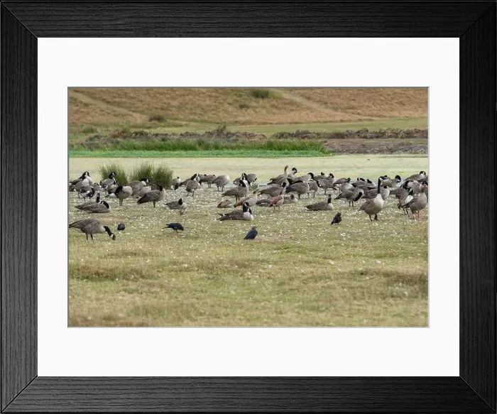 Framed Print : A group of Canada geese and various other small birds in the English countryside. August 2024 Framed Print : A group of Canada geese and various other small birds in the English countryside. August 2024