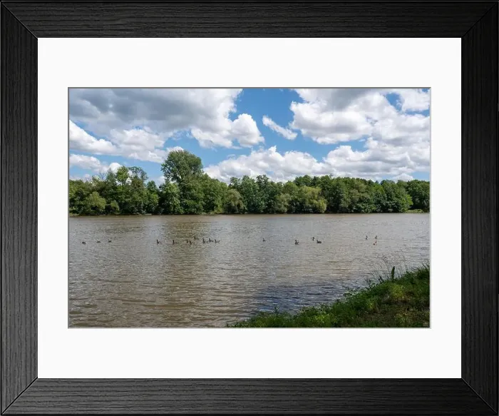 Framed Print : Many Canada geese ( Branta canadensis ) swimming in the water near the river bank with blue sky and clouds Framed Print : Many Canada geese ( Branta canadensis ) swimming in the water near the river bank with blue sky and clouds