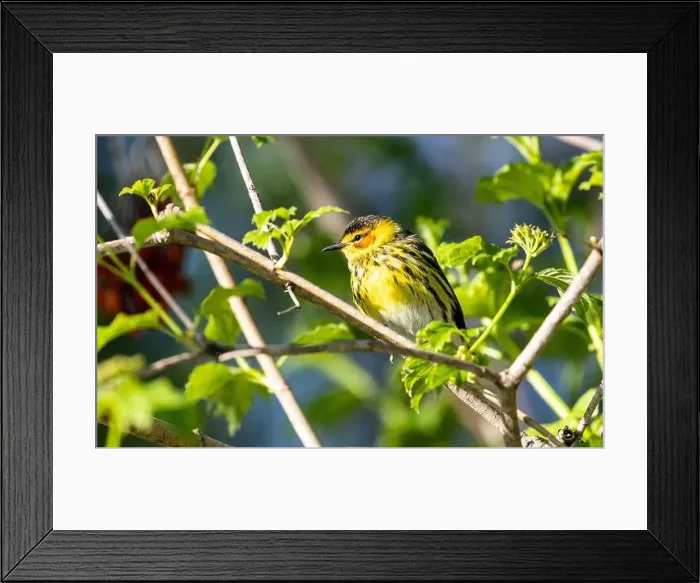 Framed Print : Closeup of a male Cape May Warbler perching on a leafy branch during spring migration, Ontario, Canada Framed Print : Closeup of a male Cape May Warbler perching on a leafy branch during spring migration, Ontario, Canada