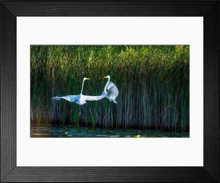 Framed Print : Two fighting Great Egrets, tall Framed Print : Two fighting Great Egrets, tall