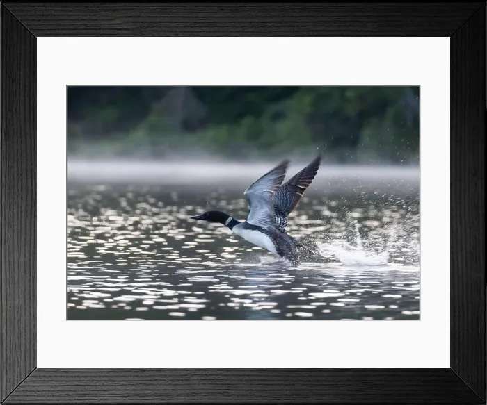 Framed Print : common loon or great northern diver (Gavia immer) Framed Print : common loon or great northern diver (Gavia immer)