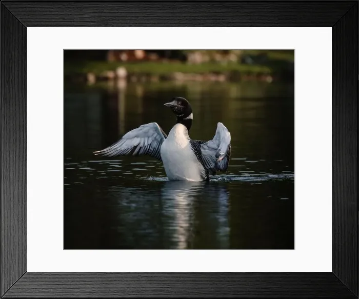 Framed Print : Close up of common loon with wings outstretched on lake in summer