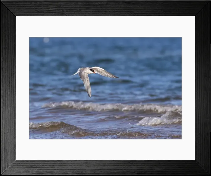Framed Print : common tern (Sterna hirundo) in summer Framed Print : common tern (Sterna hirundo) in summer