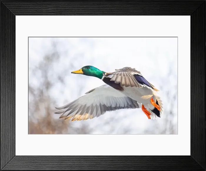 Framed Print : Mallard drake duck in flight over the Ottawa river in Canada Framed Print : Mallard drake duck in flight over the Ottawa river in Canada